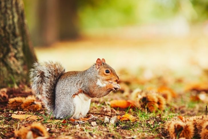 cute-and-hungry-squirrel