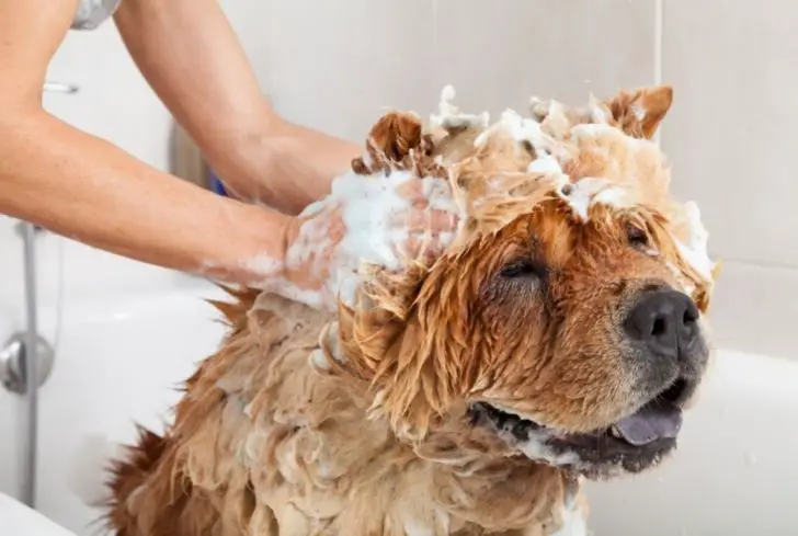 dog-taking-bath-with-shampoo