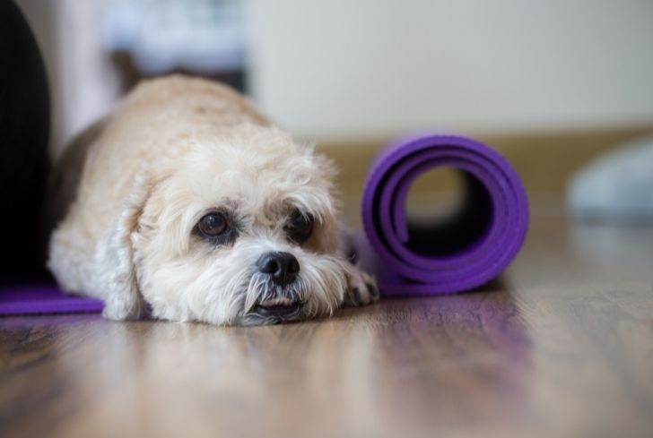 dog-on-yoga-mat