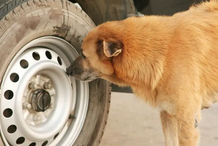 dog-sniffing-tire