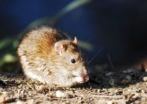 Do Mice and Rats Eat Spiders? (And Cockroaches)