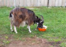 Can Goats Eat Potatoes? (And Potato Peels?)