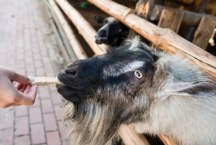 man-feeding-bread-to-goat