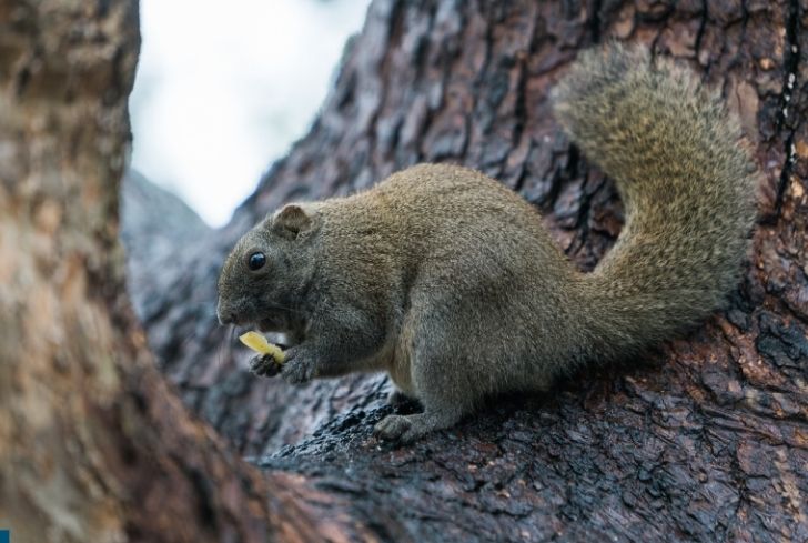 squirrel-eating-french-fries