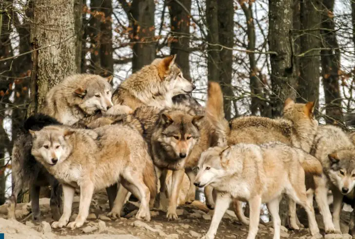 herd-of-wolves