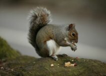 Can Squirrels Eat Cheetos? (And Chocolate Chips?)