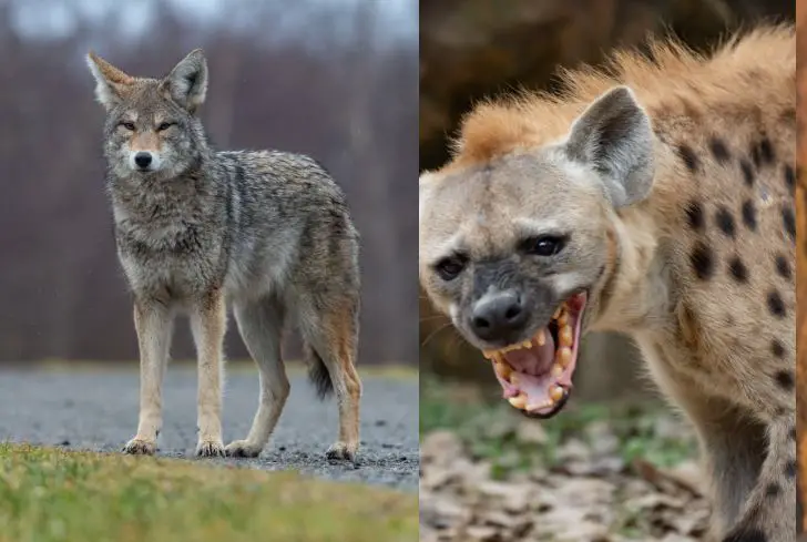 Coyote-vs-Hyena