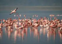 Do Flamingos Live in the Rainforest? (Can They Fly?)