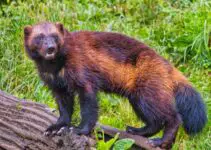 Can Wolverines Climb Trees? (And How High?)