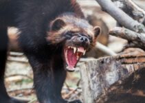 Do Wolverines Attack and Kill Humans?