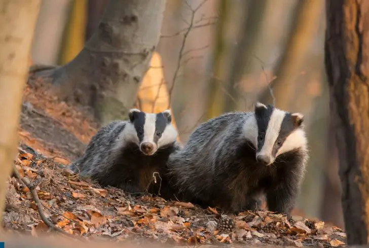 badgers-in-forest