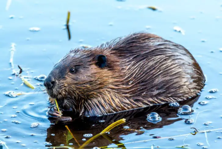 beaver-in-water