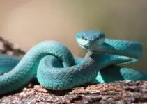 Can a Snake Live if Cut in Half? (And Heal From Cuts?)