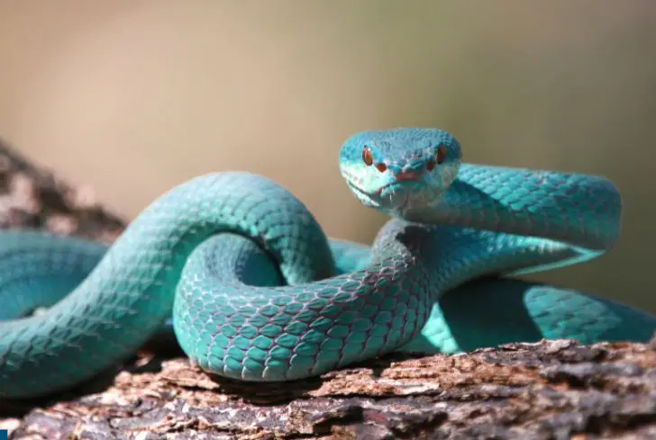 blue-viper-snake