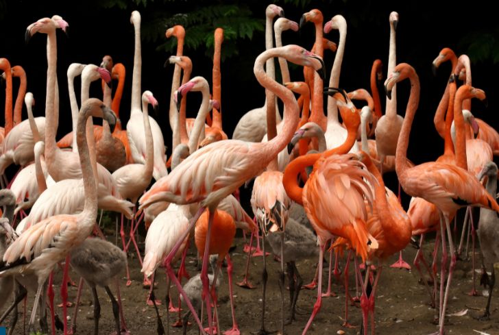 herd-of-Flamingos