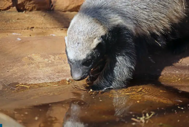 honey-badger-in-search-of-water