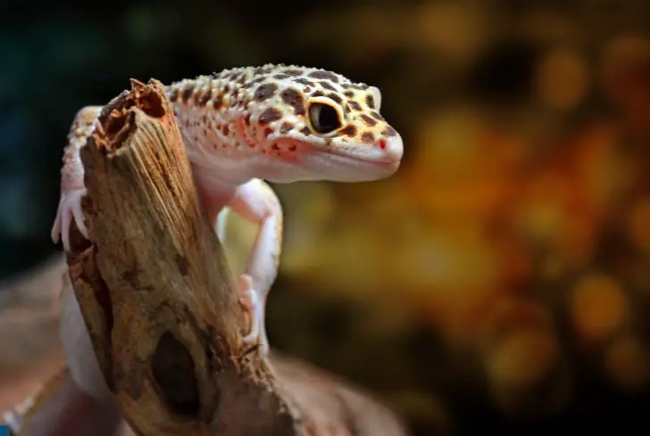 leopard-gecko