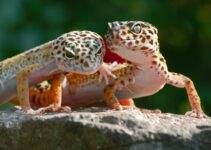 Do Leopard Geckos Play Dead? (Answered)
