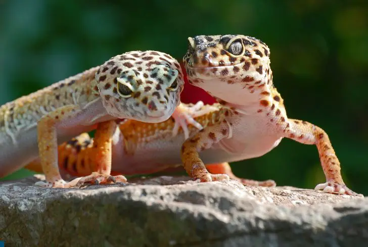 leopard-geckoes-in-forest