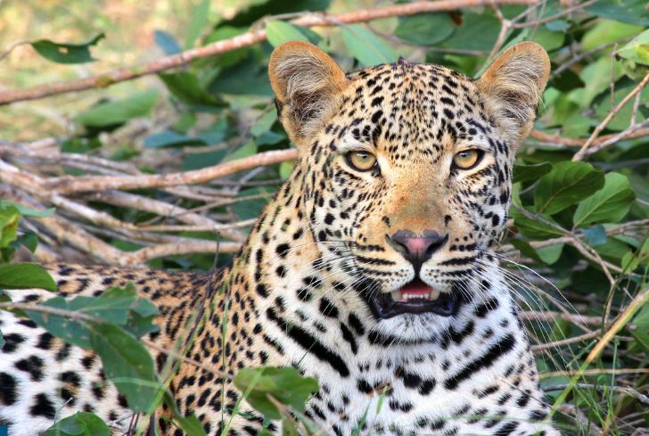 leopard-in-wild