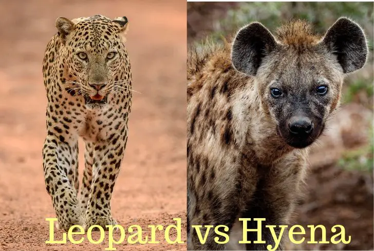 leopard-vs-hyena