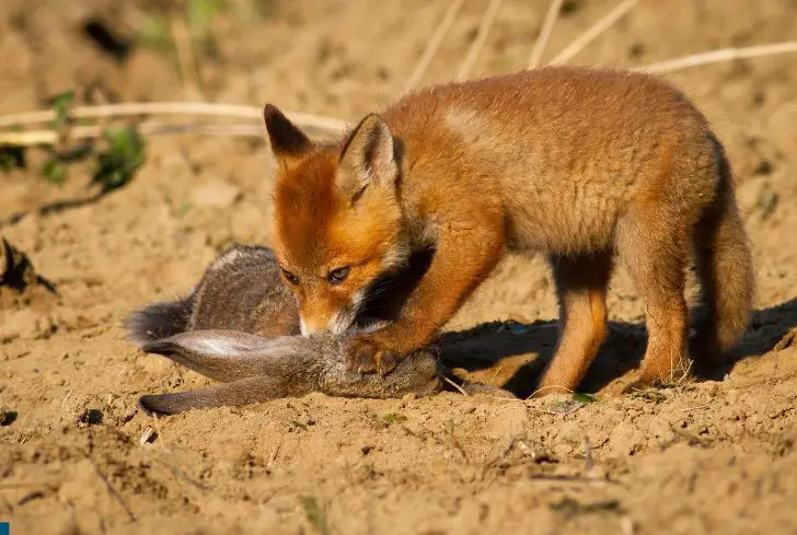 red-fox-eating-rabbit