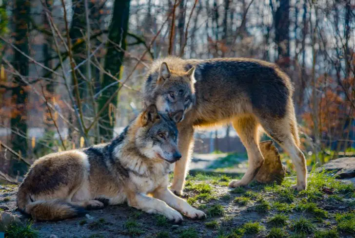 wolves-cuddling