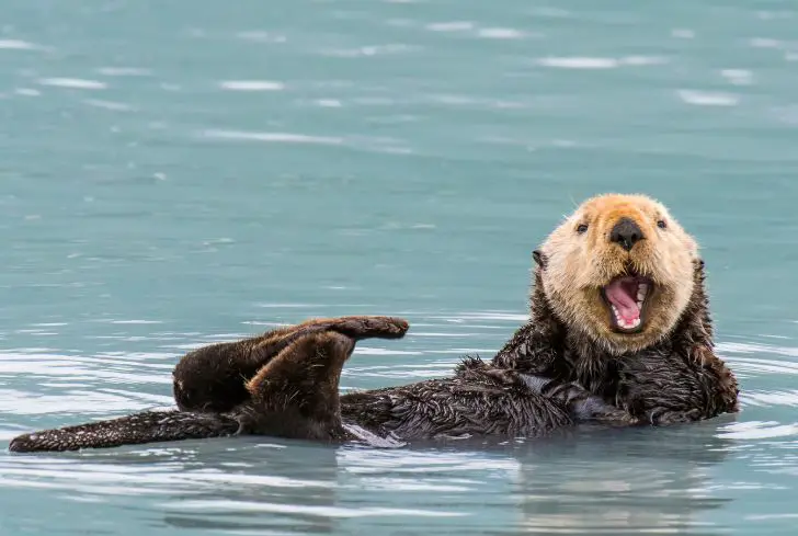 Sea-otters