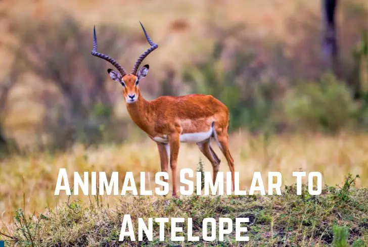 15 Animals Similar to Antelope (With Pictures) - Animal Giant