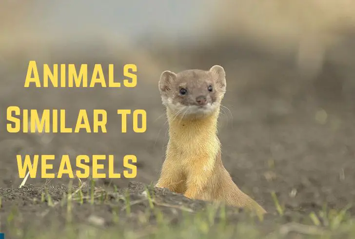 animals-similar-to-weasels