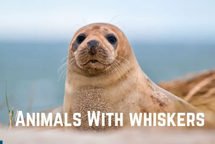 animals-with-whiskers