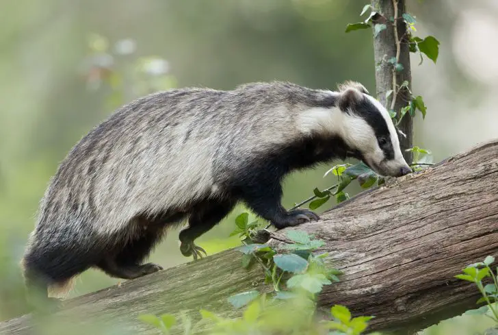 badger-climbing-tree