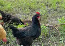 Do Black Chickens Keep Hawks Away? (Yes, They do)