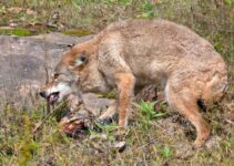 Do Coyotes Eat Skunks? (Answer Inside)