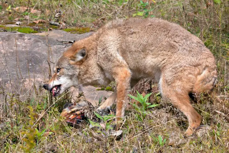 coyotes-eating