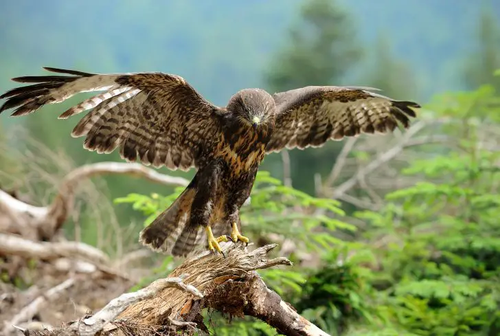 hawk-looking-for-prey