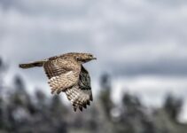Do Hawks Migrate? [Answer Explained]