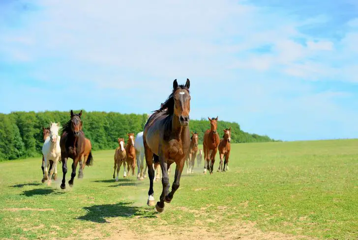 horses-running-in-backyard