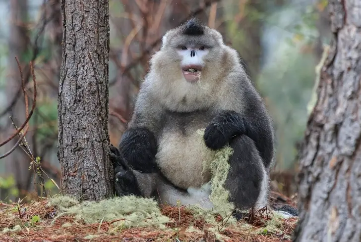 Black-and-white-Snub-nosed-monkey