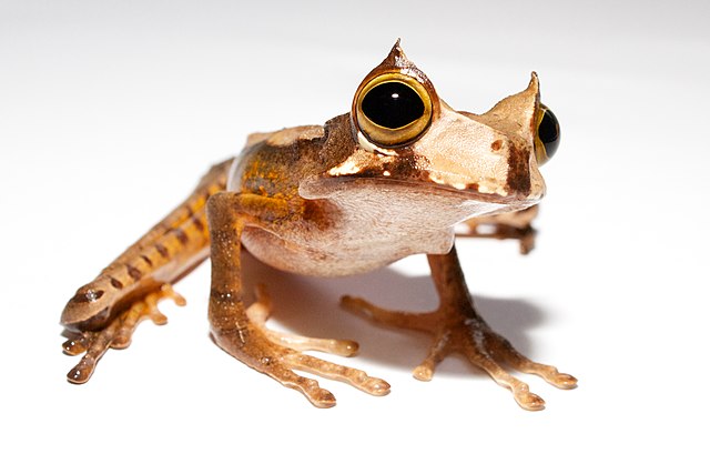 Horned-Marsupial-Frog