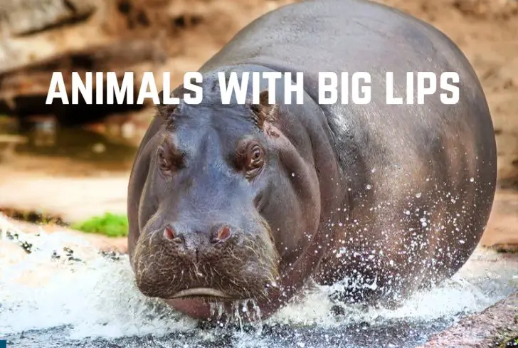 animals-with-big-lips