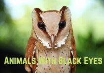 15 Thrilling Animals With Black Eyes (With Pics)