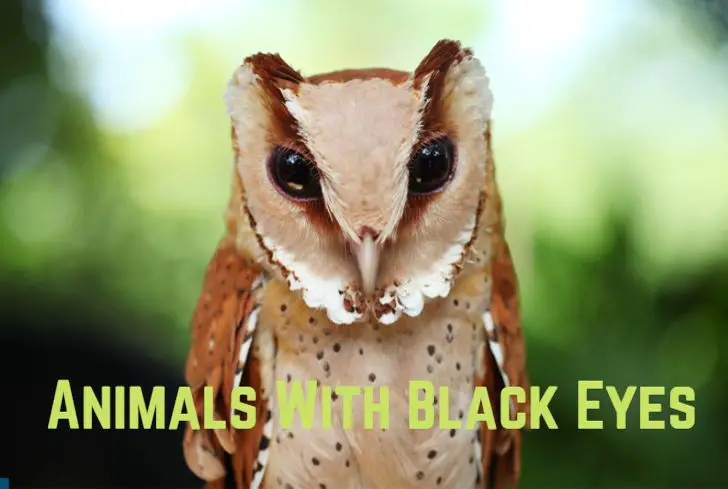 animals-with-black-eyes