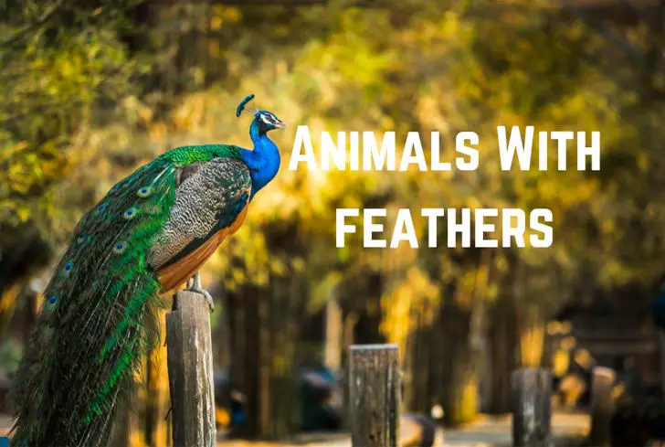 animals-with-feathers