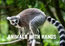 13+ Amazing Animals With Hands (+ Pics)