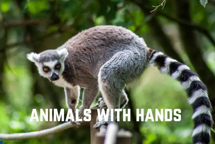 13+ Amazing Animals With Hands (+ Pics) - Animal Giant