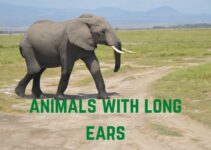 13 Adorable Animals With Long Ears (Pictures Inside)
