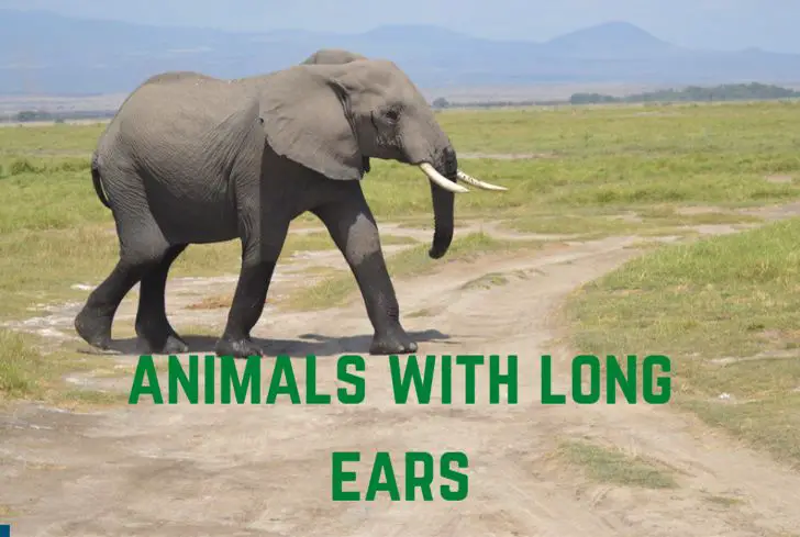 13 Adorable Animals With Long Ears (Pictures Inside) - Animal Giant