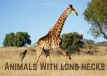 15 Incredible Animals With Long Necks (Pics Inside)