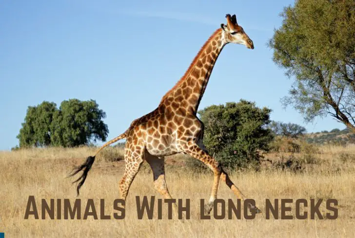animals-with-long-necks